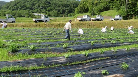 6月16日　草が大きい。オクラがどこにある？
